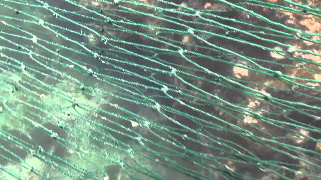 Ghost fishing has entangled Sail Rock Underwater video