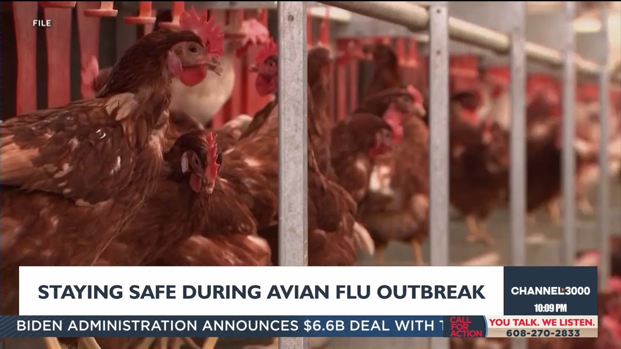 What you need to know amid avian flu outbreak among animals