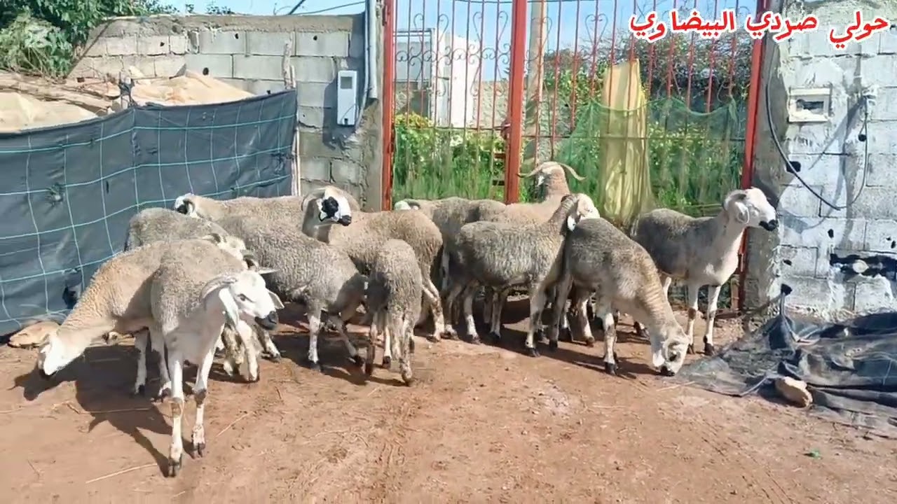 بعد غياب واش تبدلو الخرفان