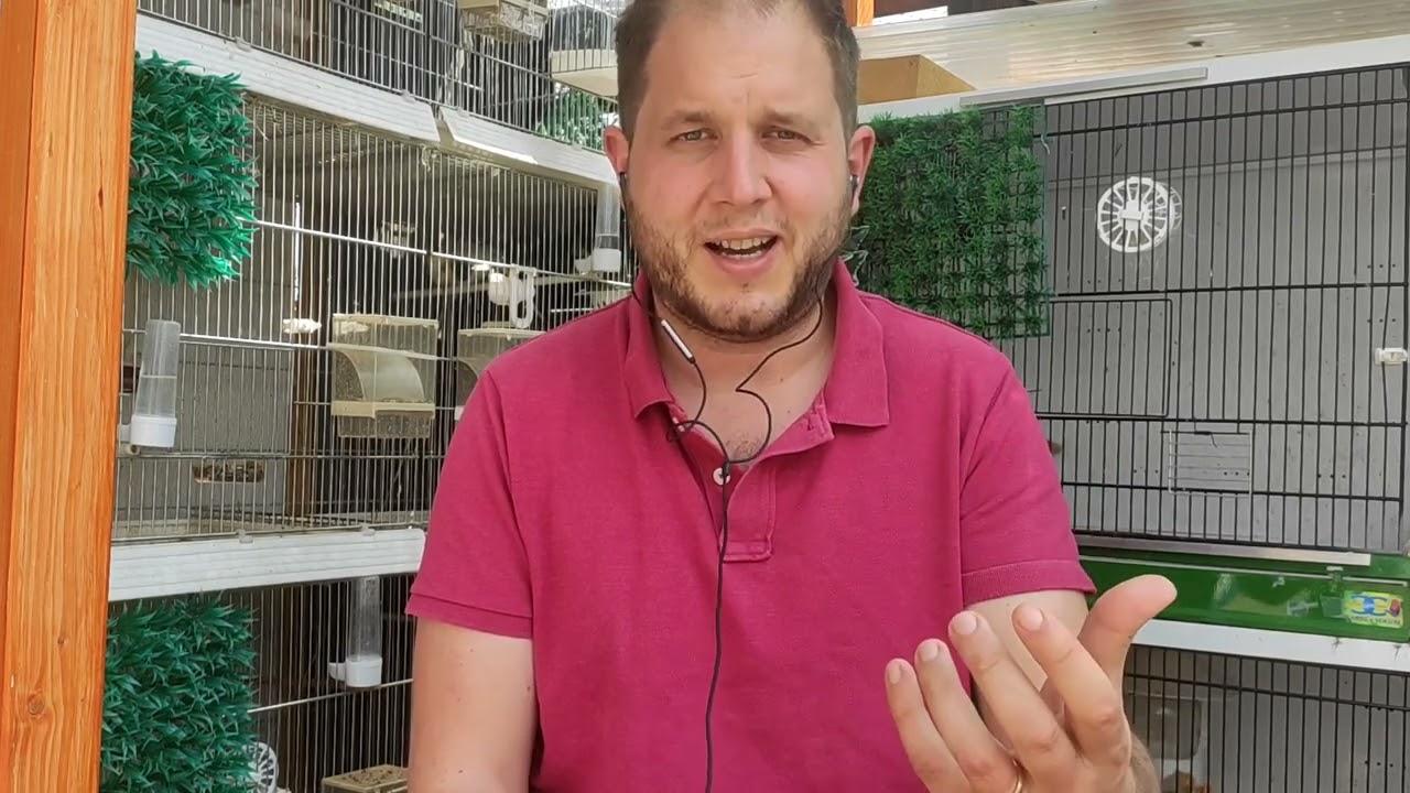 Was machen gegen Eierfressen bzw. Jungen aus dem Nest werfen? Stieglitz Waldvogel Zucht  #26