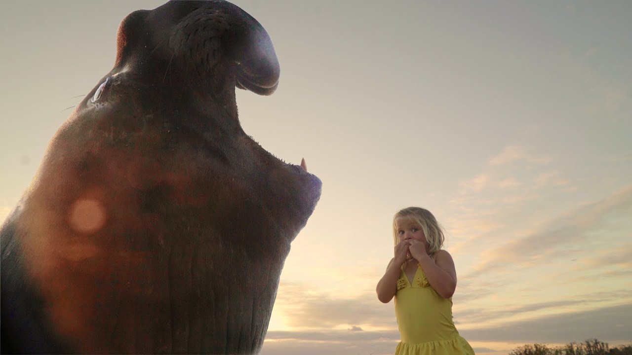 Island of Lost Girls- Scarlet meets Seal