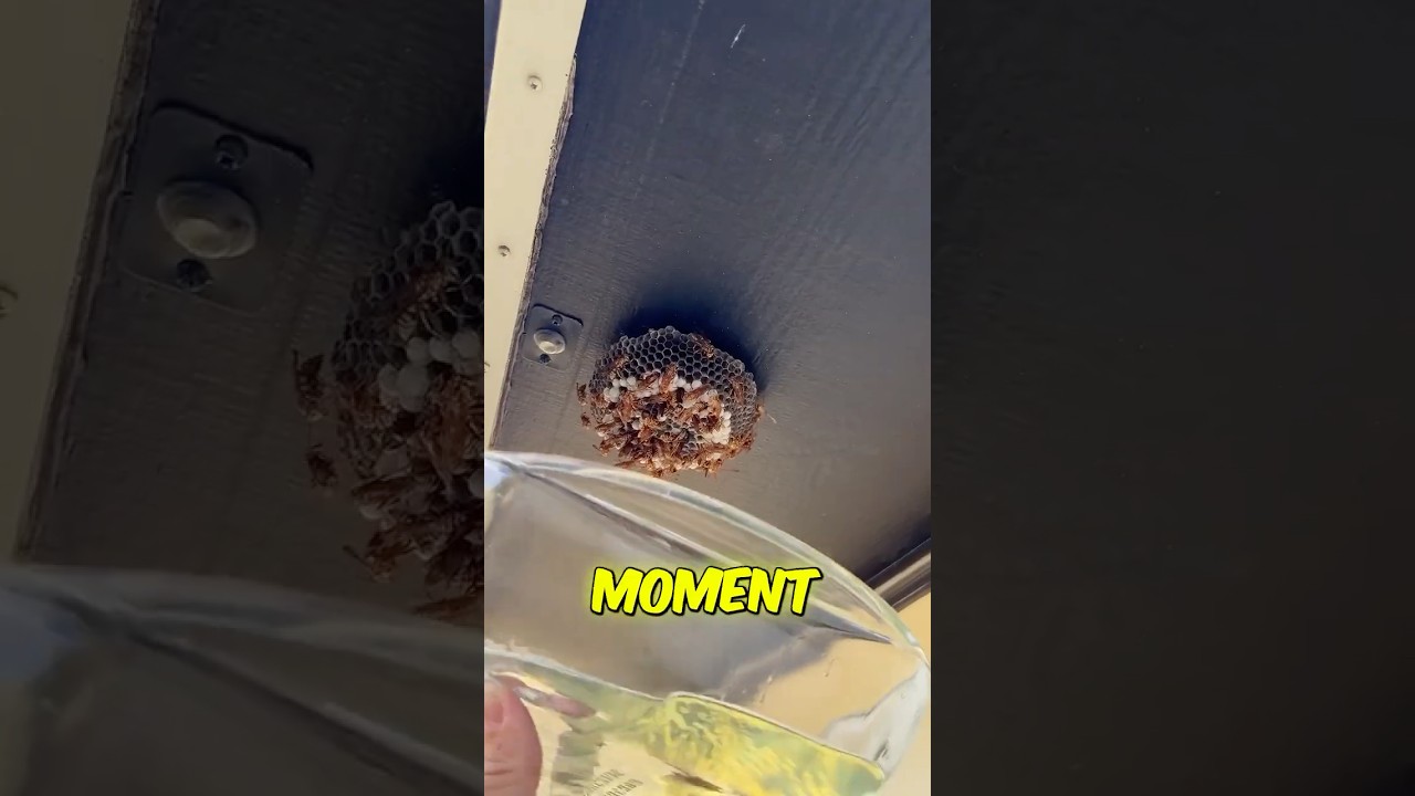 NEVER Do This To a Wasp Nest&hellip; 😨⛽️