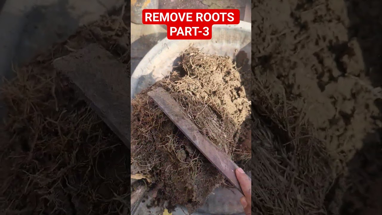 REMOVE OVER ROOTES PLANT IN POT PART-3