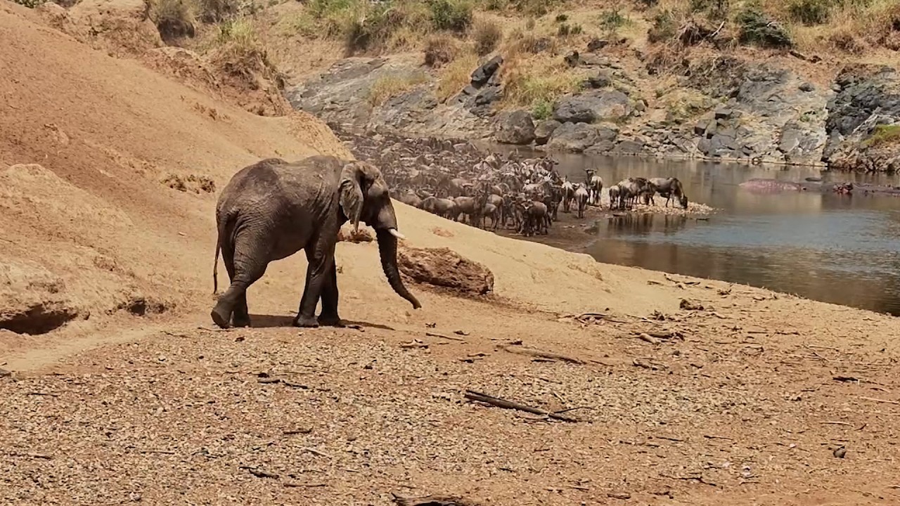 The Wildebeest Wouldn't Cross... Until He Arrived