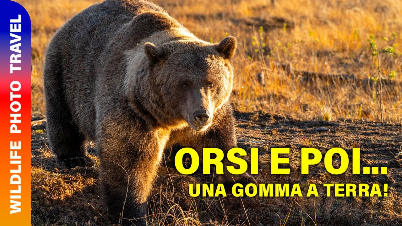 Incontro con l'orso e gomma a terra