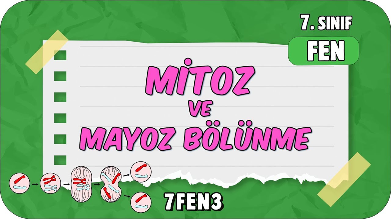 Mitoz ve Mayoz Bölünme 🦠 7. Sınıf Fen 