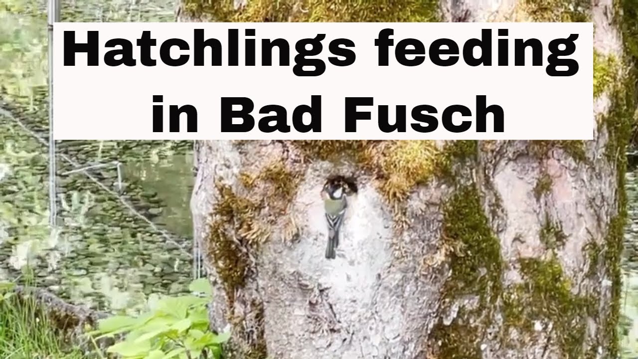 Hatchlings feeding in there nest inside a tree trunk in Bad Fusch