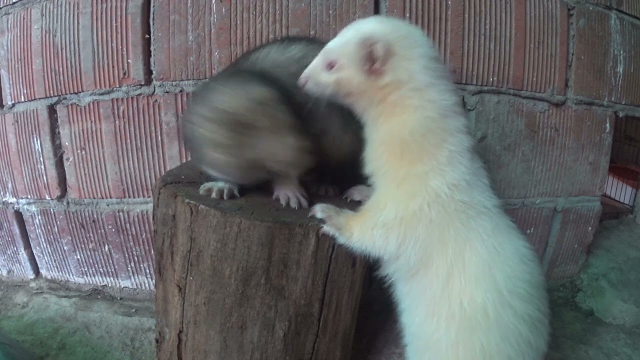 Short Ferrets Scenes