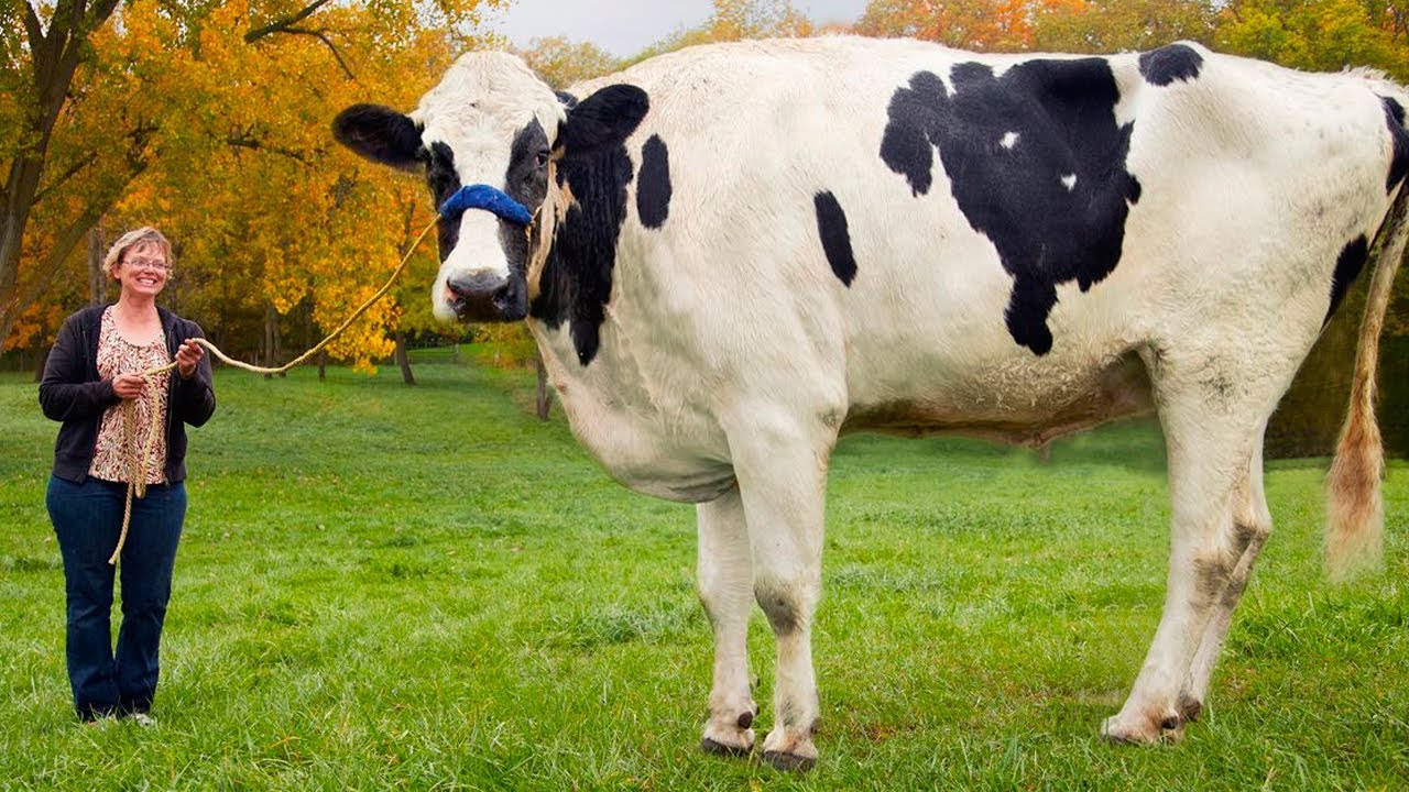The  BIGGEST COW In The World | OMG! This cow is so huge