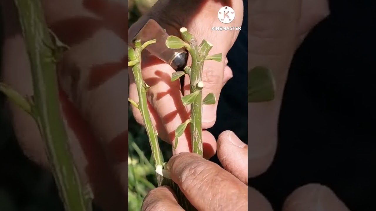 innesto di marze di pompelmo su limone.