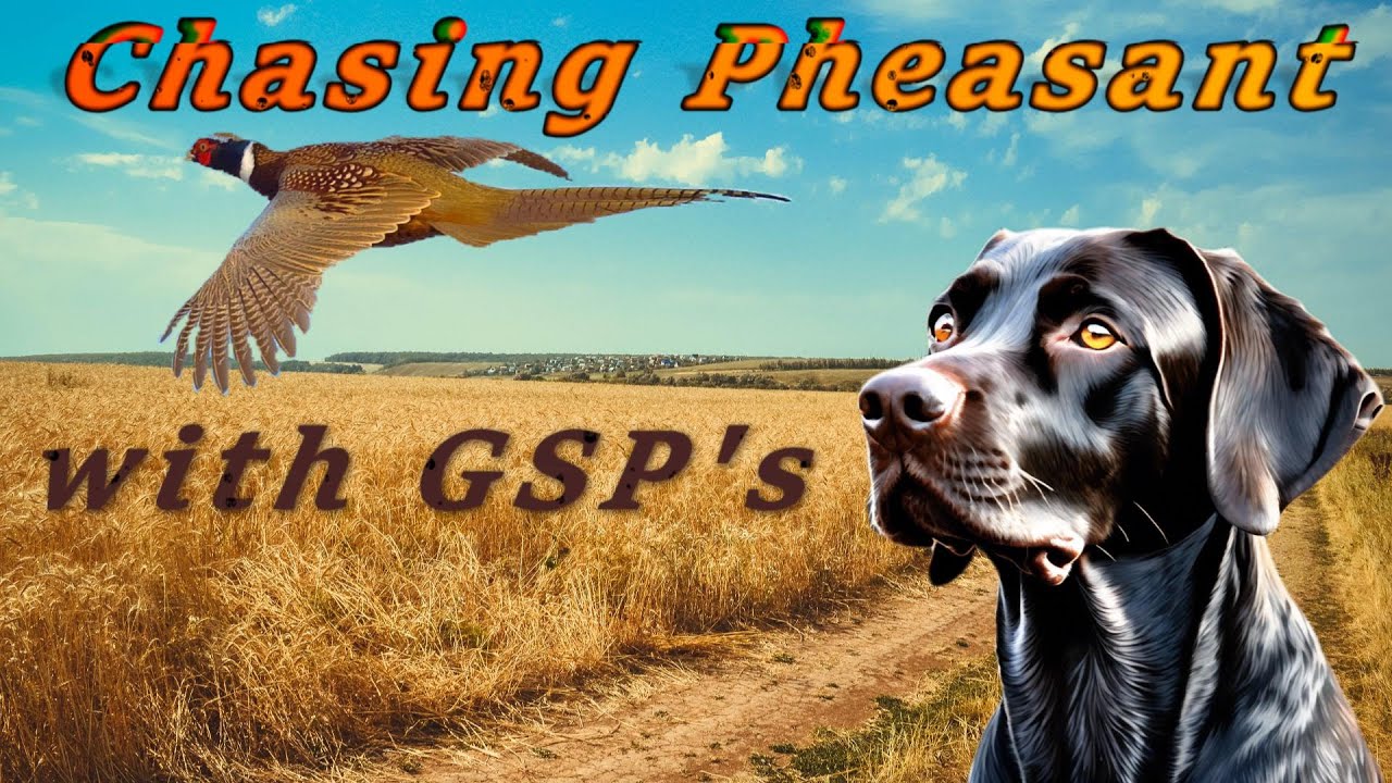 Pheasant Hunting Miller Ranch Eastern Washington