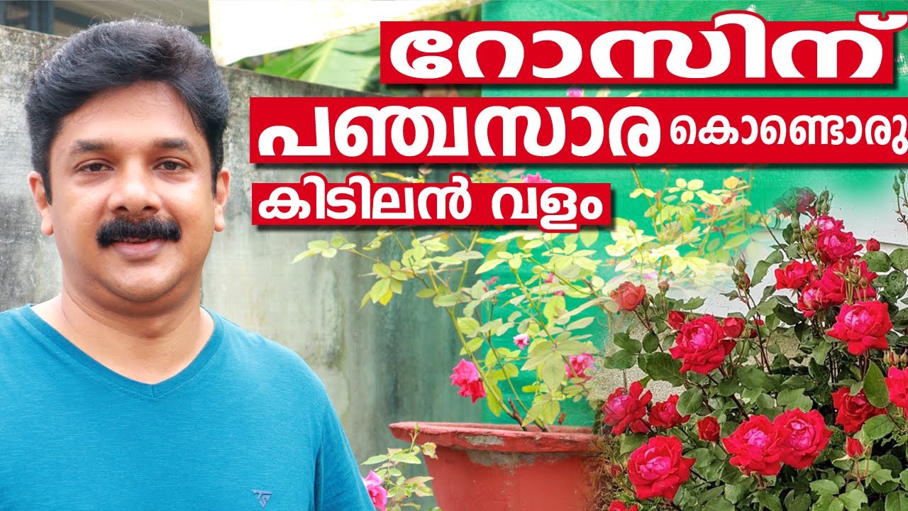 റോസിന് ഈ വളം ഒരുതവണ കൊടുത്തുനോക്കൂ മുറ്റംനിറയെ പൂക്കൾ വിരിയുന്നത് കാണാം | Rose Increasing Tips