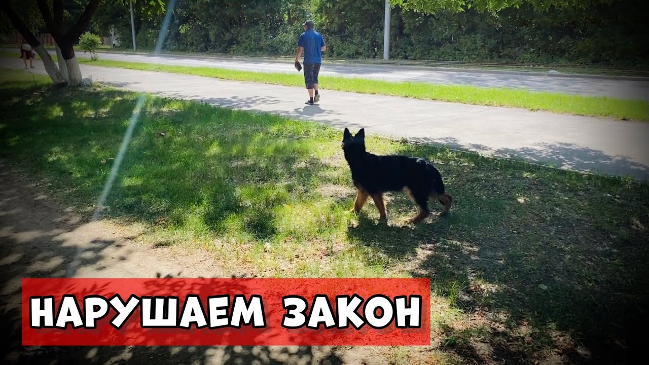 НЕМЕЦКАЯ ОВЧАРКА БЕЗ ПОВОДКА И НАМОРДНИКА!