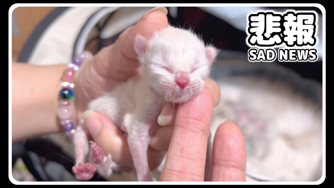 【悲報・7つ子生後1日目】ちび猫ラグドールから産まれた赤ちゃん子猫達がぐったりして動きません...【子猫物語】【スーパー未熟児子猫🐱】 #猫 #ラグドール #子猫