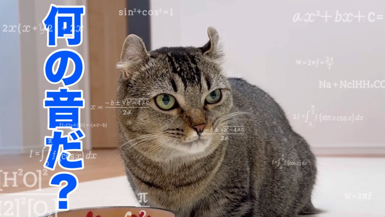 【検証】袋の音だけでバレる？キッチンポリ・スーパー袋・チュールで猫が反応するか試した結果