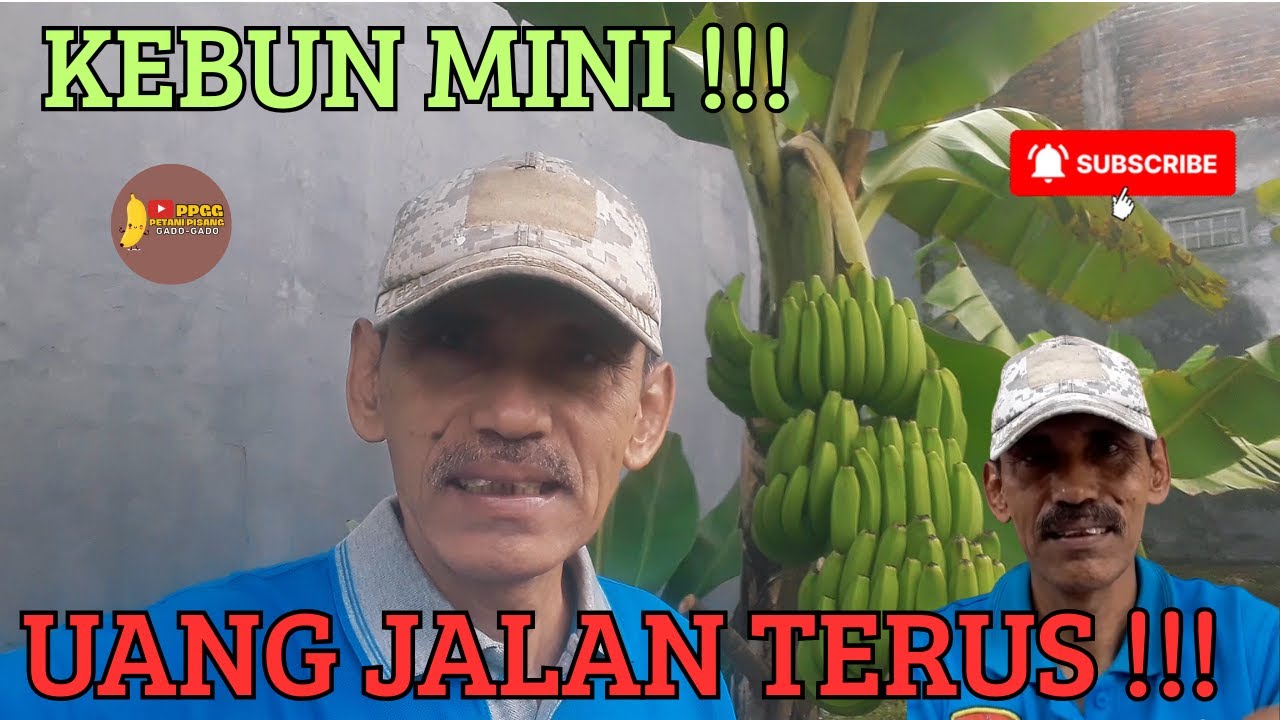Kebun Pisang Mini: Solusi Mendapatkan Uang Tanpa Banyak Masalah !!!