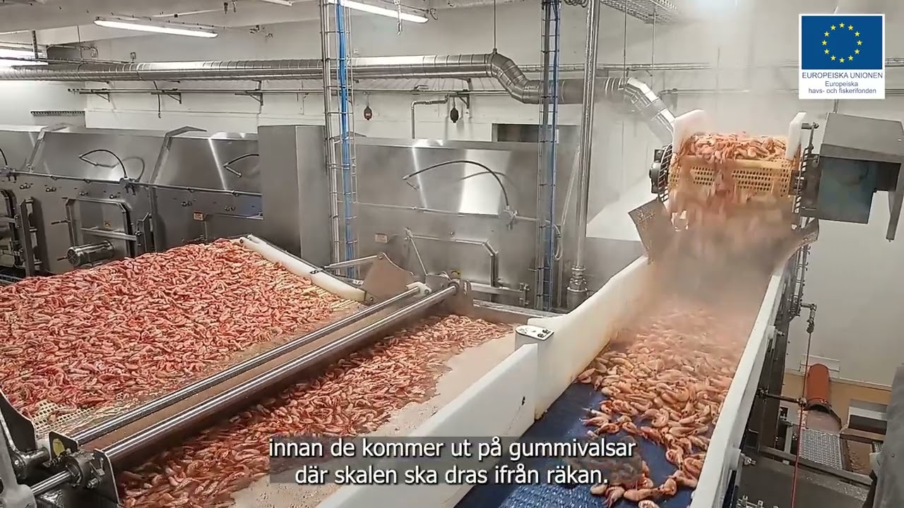 Räkskalning på Bua Shellfish