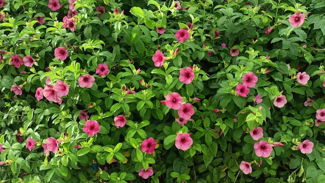 Huỳnh anh tím Allamanda blanchetii
