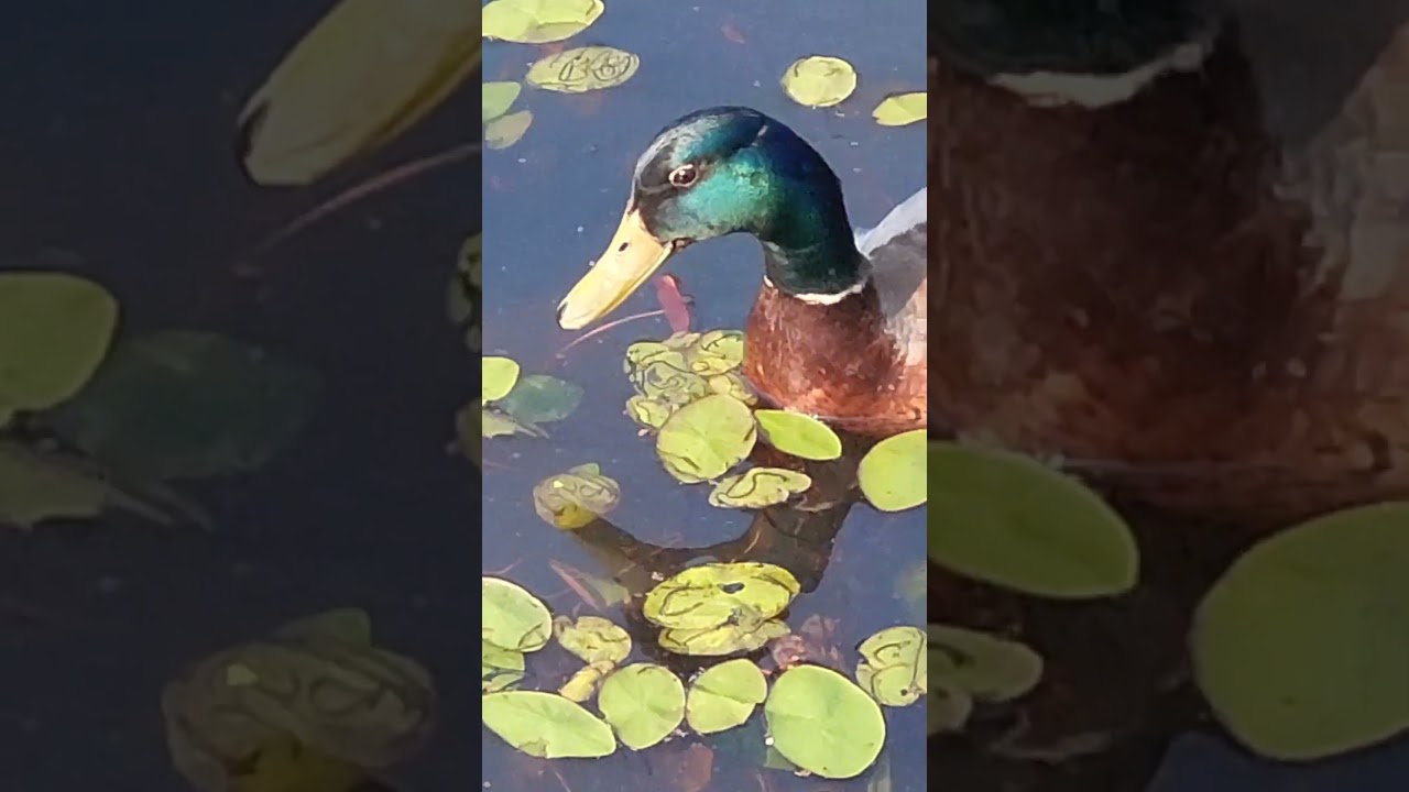 BEAUTIFUL MALLARD TRANQUIL SURROUNDINGS! #tranquility   #shorts  #duck #mallard #water #bird