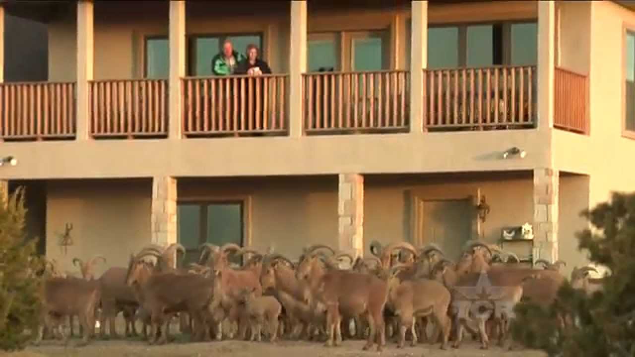 Аудад Шипмен (Техасский репортер)