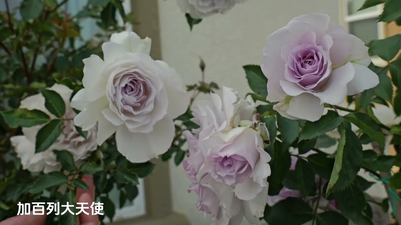 天狼的几个的颜值天花板品种；紫色品种们对比；片尾5棵超大盆栽寻找有缘人