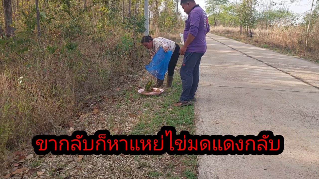 ขากลับก็หาแหย่ไข่มดแดงกลับระวางทางด้วยเลย#จิตอาสา 