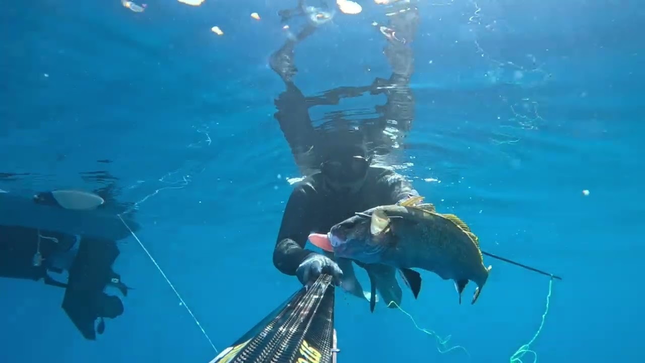 Dalla Corvina Al Denticone