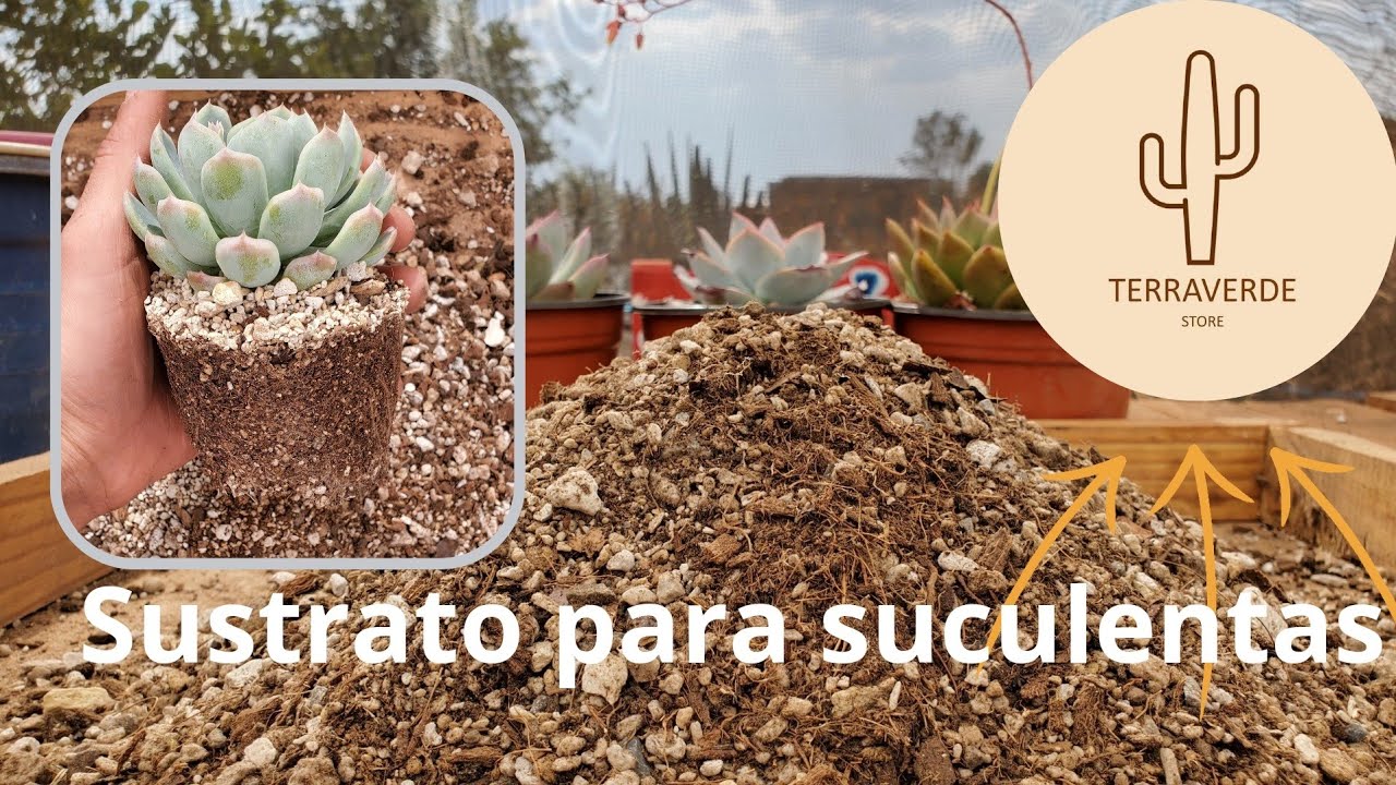 Sustrato para suculentas super efectivo!!! 🌵🤠 ideal para tener tus suculentas grandes y vigorosas 🏜