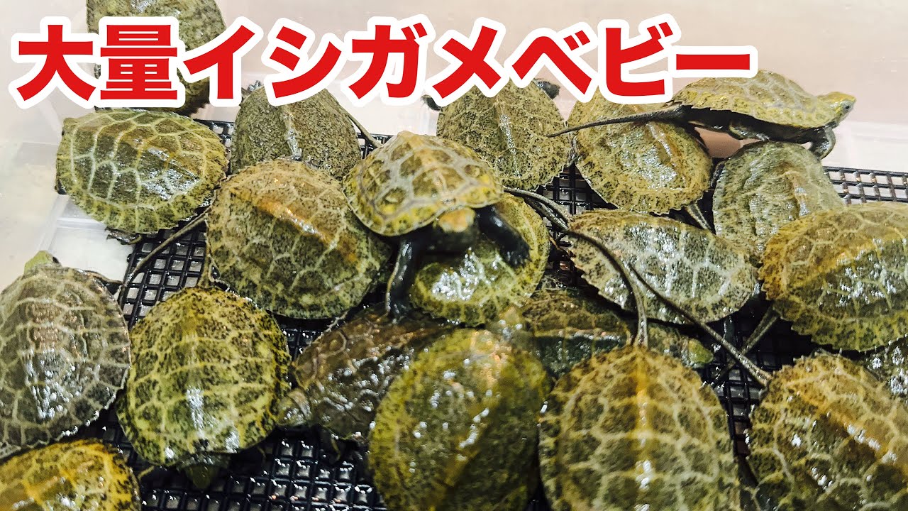 数十匹のニホンイシガメベビーを観察してみた。