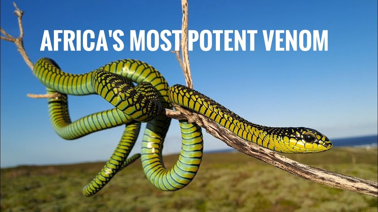Removing Deadly Boomslang from Backyard!