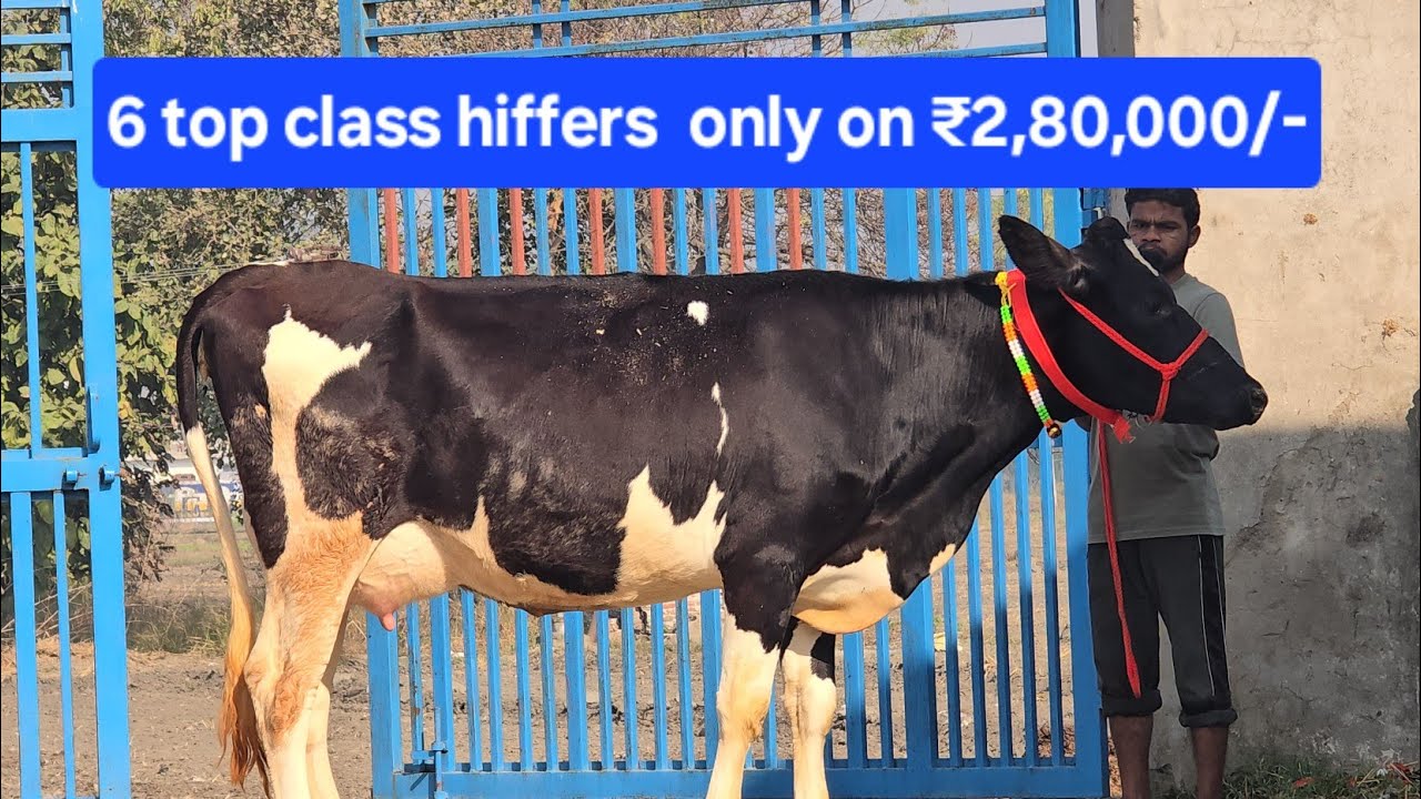 6 Top 🏆 class 🥇 hiffers  🐄 Only On ₹2,80,000/- @Sarbcheemadairy 75080 23218 89689 63218
