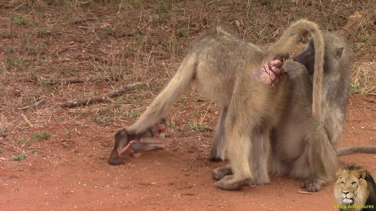 Jealous Baboon And The Baby Baboon.