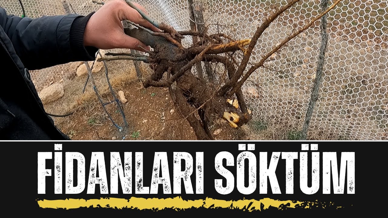 Tutmayan Fidanları Söktüm/Bir Yılda Ceviz Kökü Ne Kadar Gelişir/Dikim Çukurunun Önemi/Ceviz Denemesi