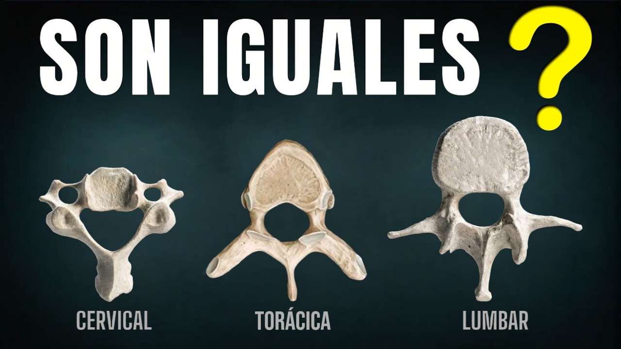 Vértebras. Características