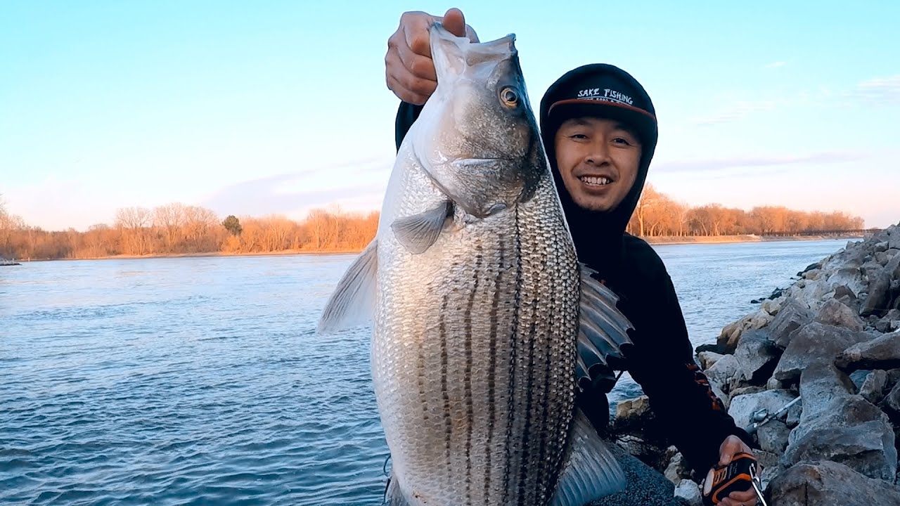 Windy Wipers (Hybrid Striped Bass) in Dynamic Water