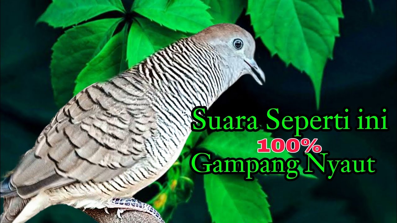 Perkutut lokal gacor Suara Seperti ini Bikin Nyaut