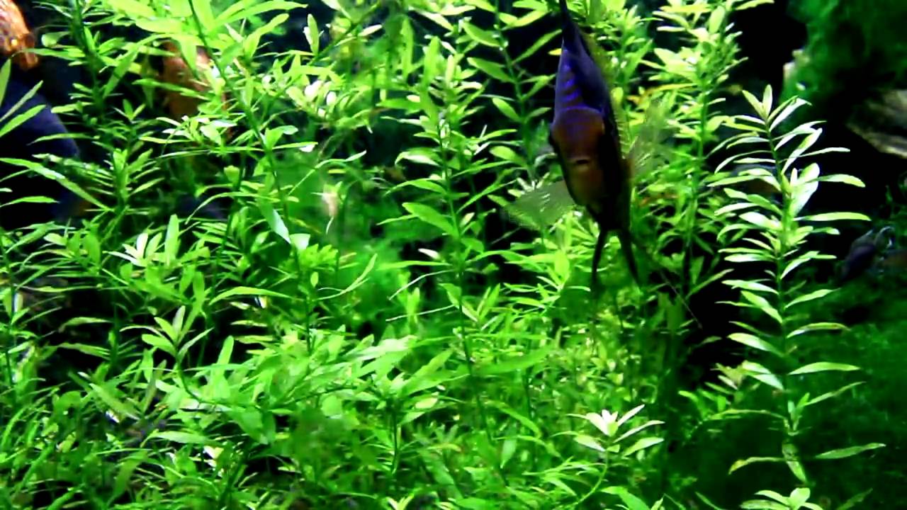 Tropicarium Budapest - Freshwater clip
