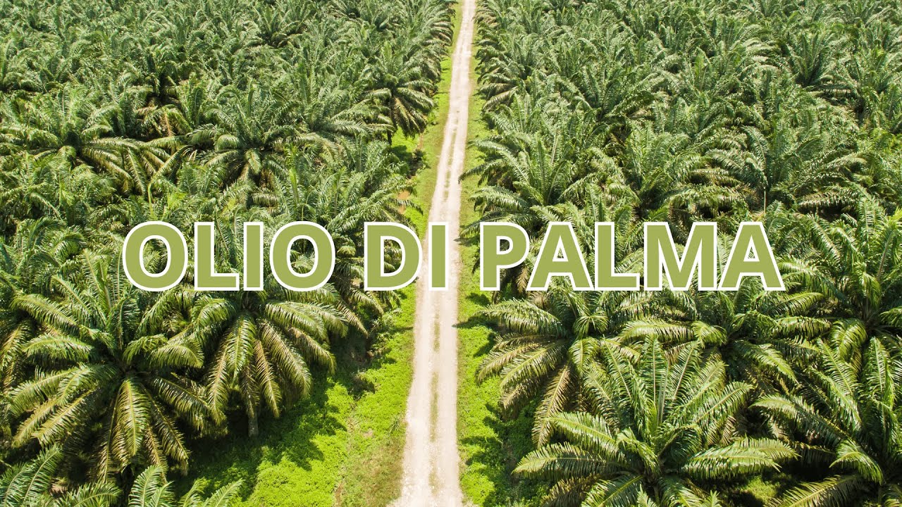 In che modo l'olio di palma sostenibile trasforma vite e comunità