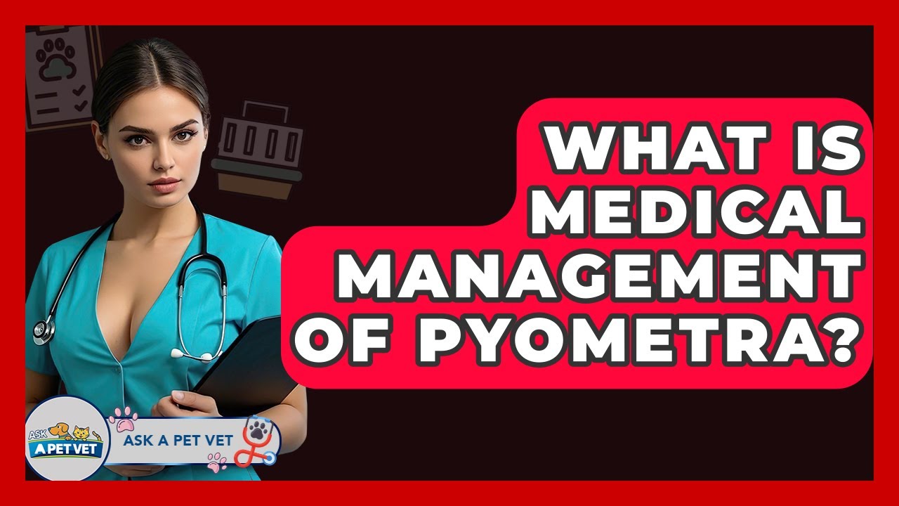 What Is Medical Management Of Pyometra? - Ask A Pet Vet