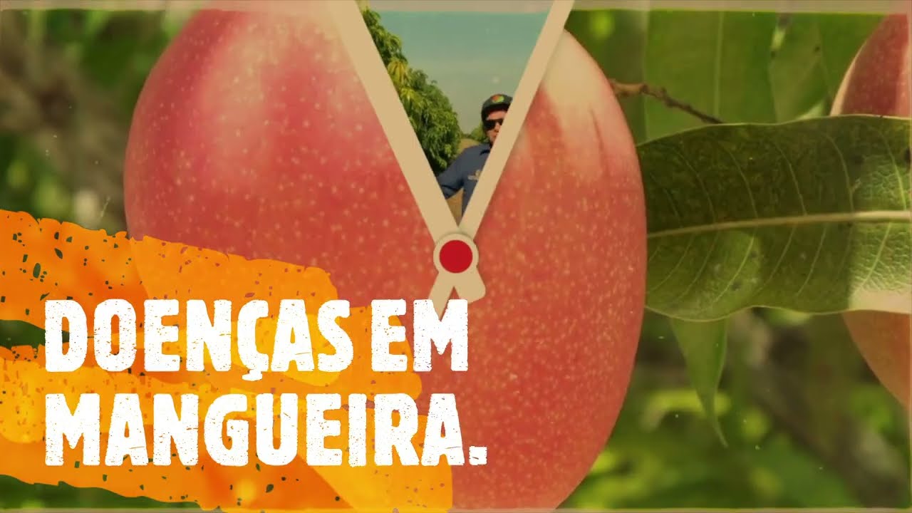 DOENÇAS EM MANGUEIRA. #32