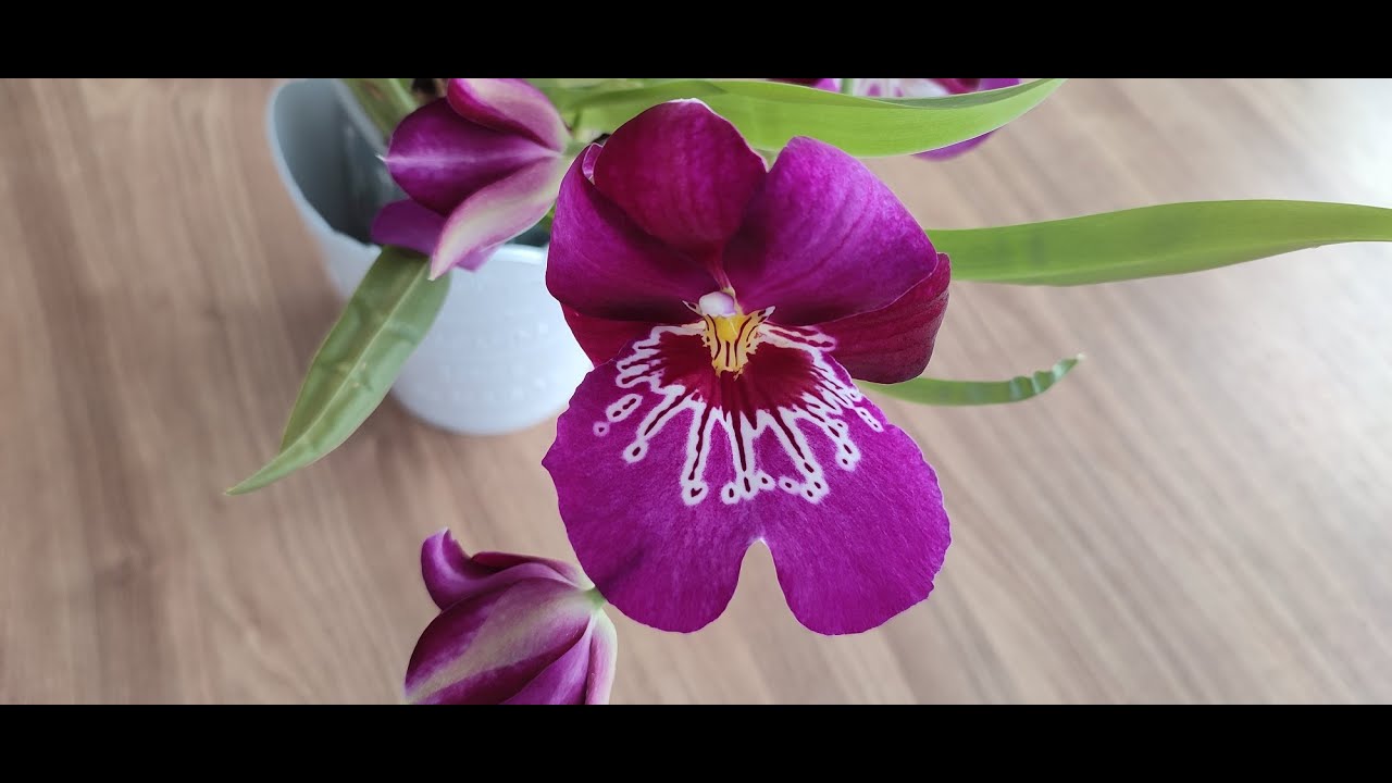 Uzgoj Miltoniopsis orhideja