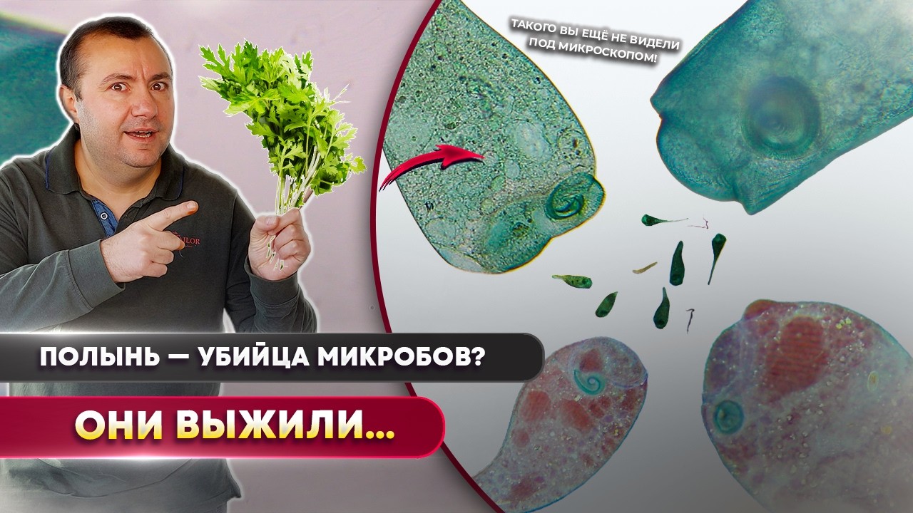 Я проверил полынь на микробах… Результат меня шокировал
