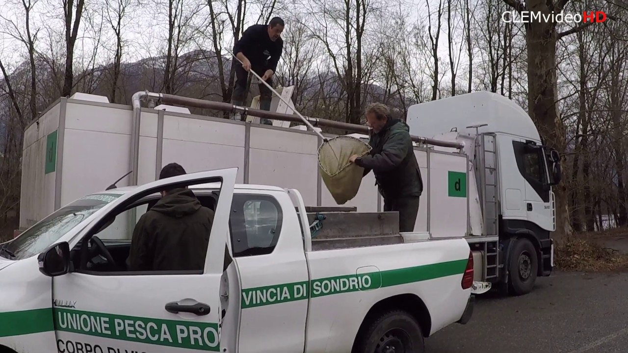 Semina trote per apertura stagione di pesca 2020 Provincia di Sondrio