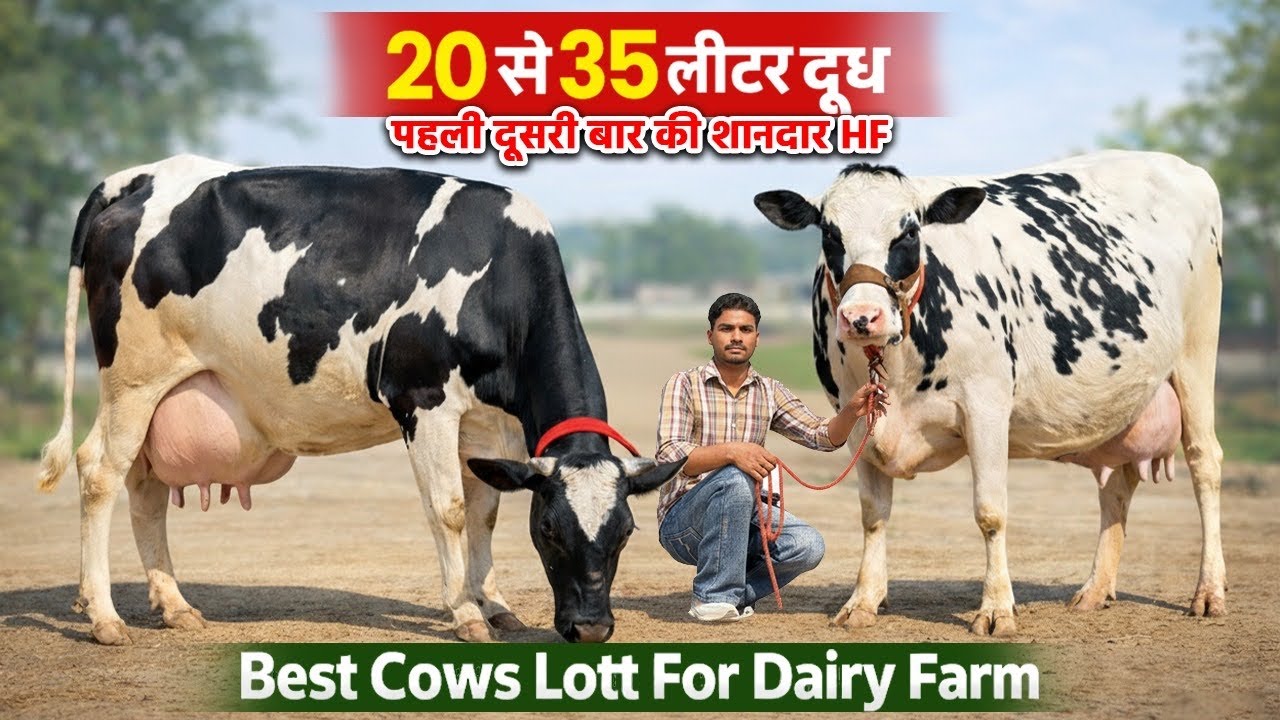 20 से 35 लीटर दूध 💥 पहली दूसरी बार की 7 गाय बिकाऊ, Price 72000, 7 Cows Sale, High Milking, SK Dairy