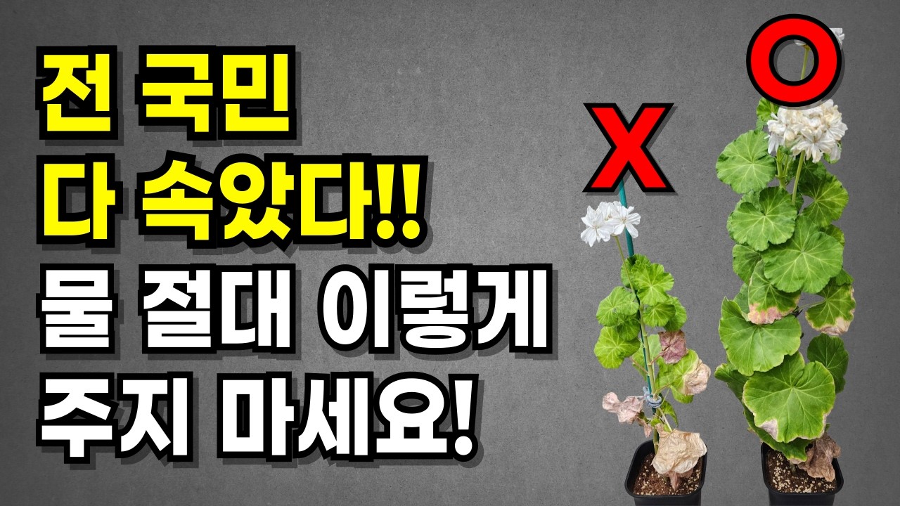 화분 물 주는 방법 2가지 비교해봤습니다 (모르면 그냥 당합니다)