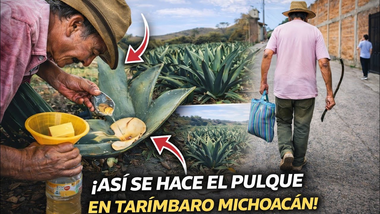 👉 Así EXTRAEN el AGUAMIEL 😱🇲🇽 | El SECRETO del PULQUE ➕ curado de cempasúchil REAL