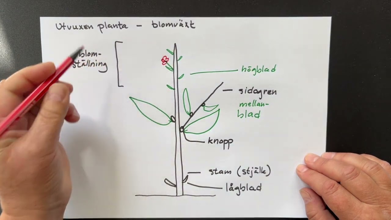 En blomväxts delar