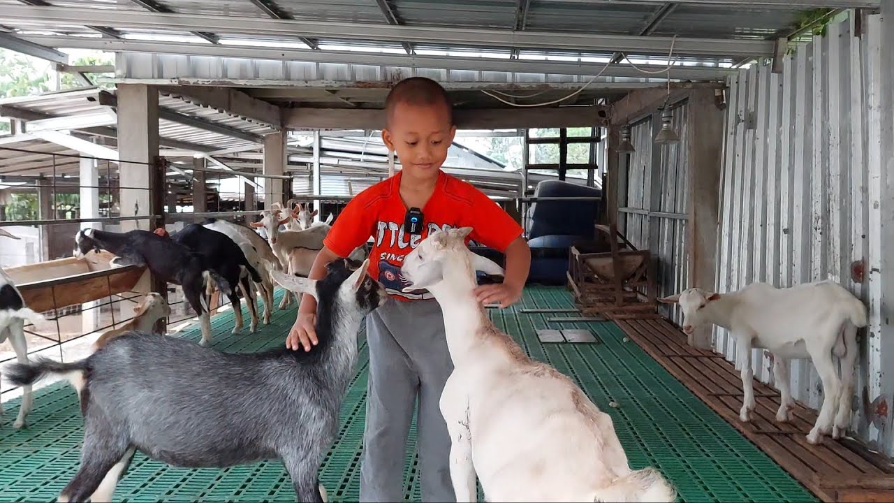 Kambing Lucu - lucu