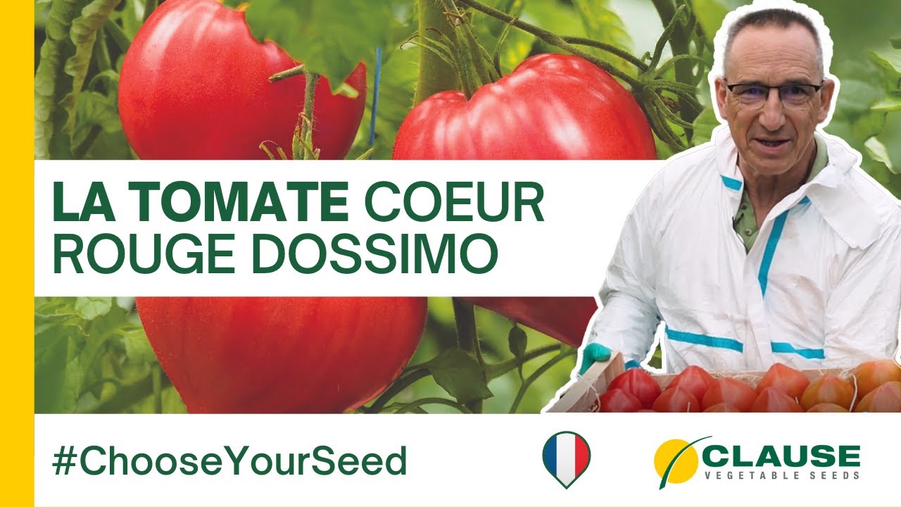 Tomate coeur rouge DOSSIMO - #ChooseYourSeed | HM.CLAUSE
