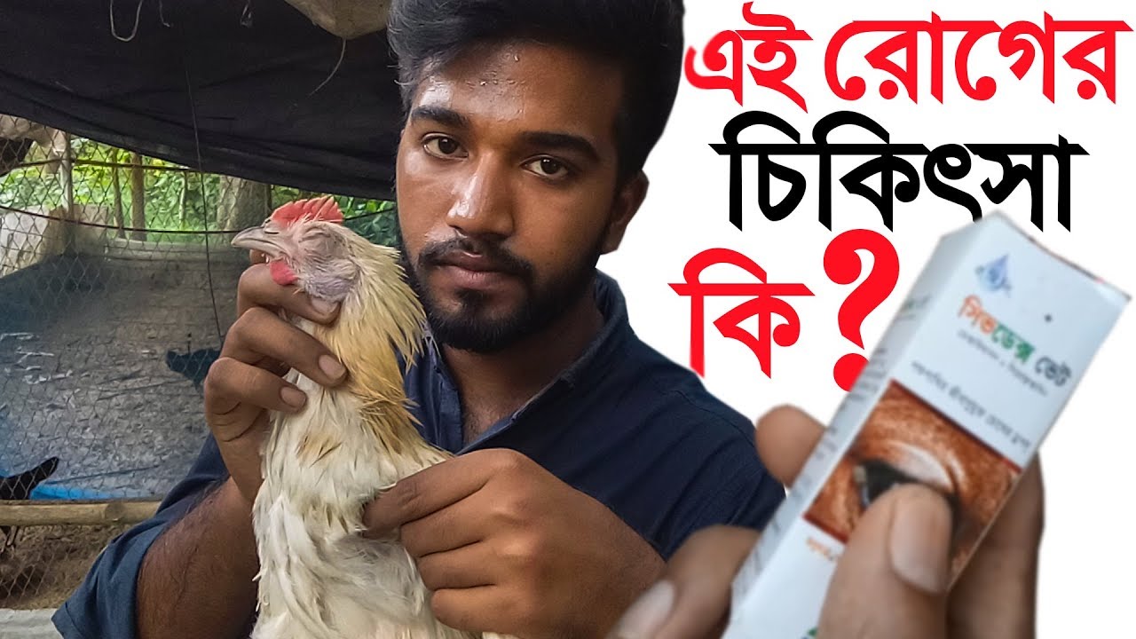 দেশি মুরগির চোখ ফুলে ভেতরে পানি ও সাদা ময়লা হয়ে চোখ বন্দ হয়ে গেলে এই রোগের সমাধান কি? 09610005363